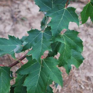 ACER rubrum 'Schlesingeri'