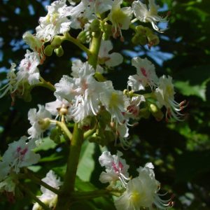 AESCULUS hippocastanum