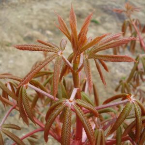 AESCULUS neglecta 'Erythroblastos'