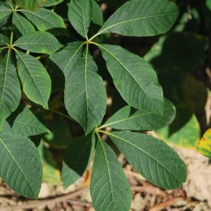 AESCULUS parviflora