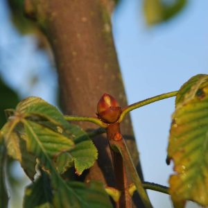 AESCULUS pavia