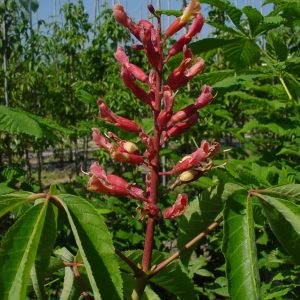 AESCULUS pavia