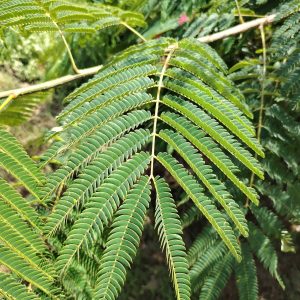 ALBIZIA julibrissin