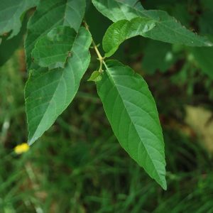 ALNUS subcordata