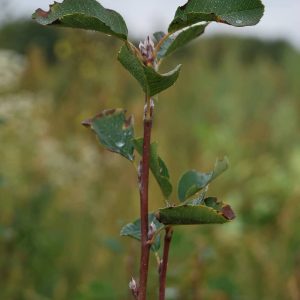 AMELANCHIER alnifolia
