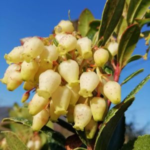 ARBUTUS unedo