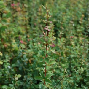 BERBERIS aggregata