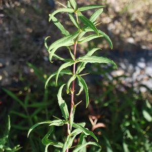 BERBERIS gagnepainii