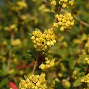BERBERIS julianae