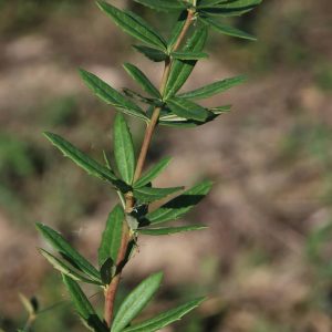 BERBERIS julianae 'Longifolia'