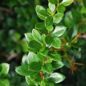 BERBERIS media 'Parkjuwel'