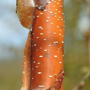 BETULA albo-sinensis