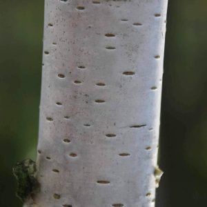 BETULA utilis jacquemontii