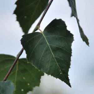 BETULA platyphylla 'Japonica'