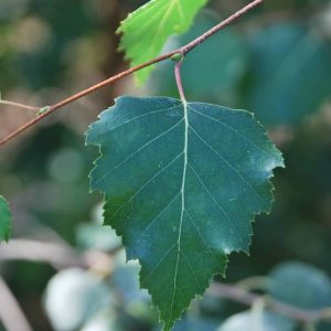 BETULA pubescens
