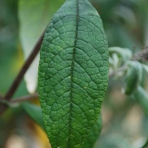 BUDDLEIA davidii 'Ile de France'