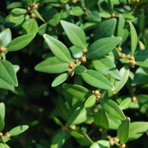 BUXUS sempervirens