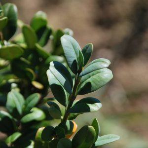BUXUS sempervirens 'Rotundifolia'