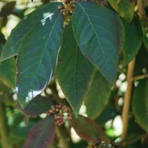 CALLICARPA bodinieri 'Abondance'