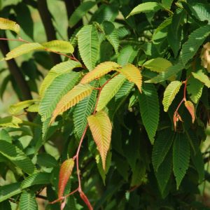 CARPINUS japonica