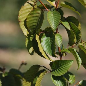 CARPINUS turczaninowii