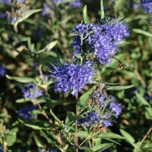CARYOPTERIS clandonensis 'Worschester gold'