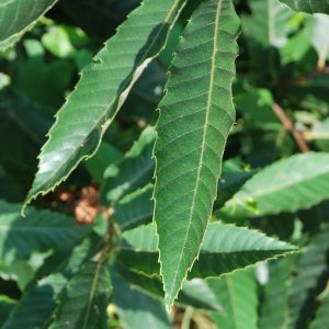 CASTANEA sativa