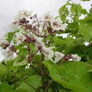 CATALPA bignonioides