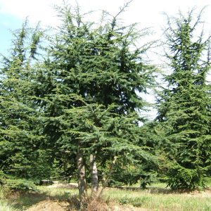 CEDRUS atlantica