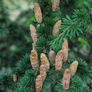 CEDRUS atlantica