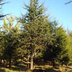 CEDRUS libani (de semis)