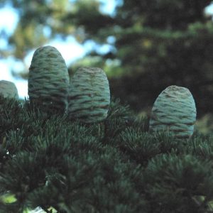 CEDRUS libani (de semis)