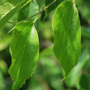 CELTIS occidentalis