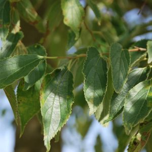 CELTIS sinensis