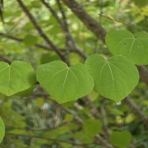 CERCIDIPHYLLUM japonicum