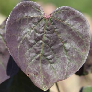 CERCIS canadensis 'Forest Pansy'