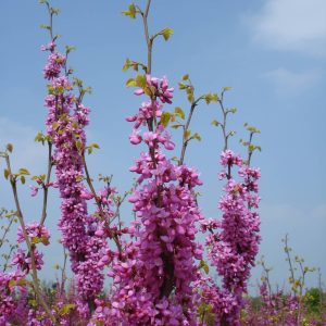 CERCIS chinensis