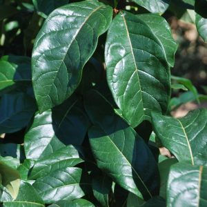 CHIONANTHUS virginicus