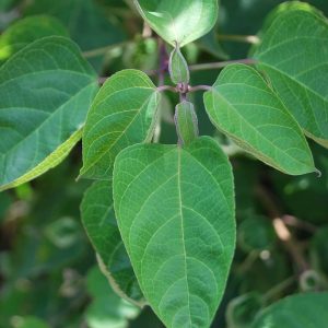 CLERODENDRON trichotomum