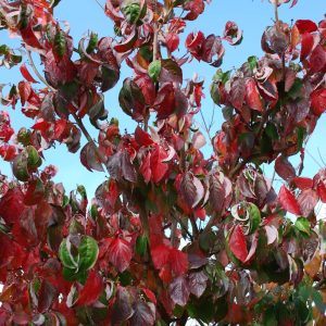 CORNUS florida 'Cherokee Chief'