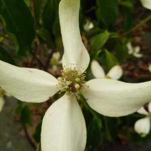 CORNUS hongkongensis