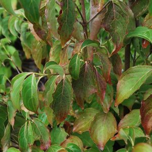 CORNUS kousa 'Chinensis'
