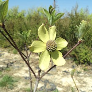 CORNUS nuttallii 'Monarch'