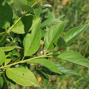 CORNUS stolonifera 'Flaviramea'