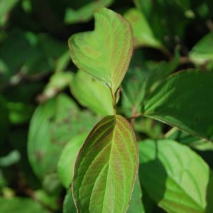 CORNUS stolonifera 'Kelsey'