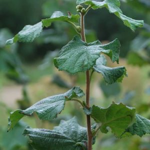 CORYLUS avellana