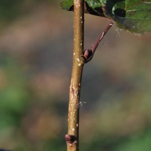 CORYLUS maxima 'Purpurea'