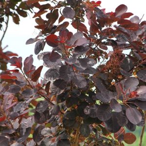 COTINUS coggygria 'Royal Purple'