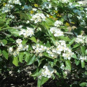 CRATAEGUS grignonensis