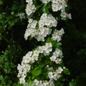 CRATAEGUS laevigata